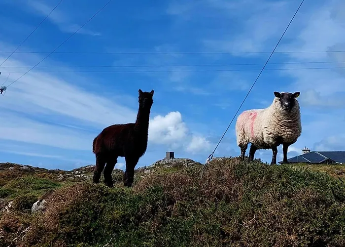 Kings Ferienhaus Ballyconneely